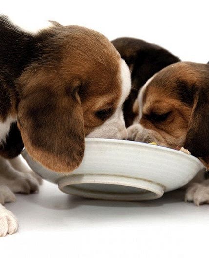 Slow Cooker Doggie Stew Recipe