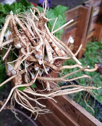 Fermented Horseradish Root with Creamy Homemade Horseradish Recipe