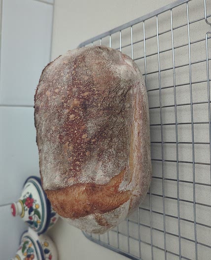 Sourdough Bread using HUNGRY starter