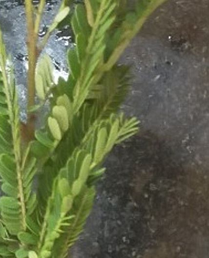 अदरक और मिर्ची का अचार (Ginger Or Mirchi Achar Recipe In Hindi)