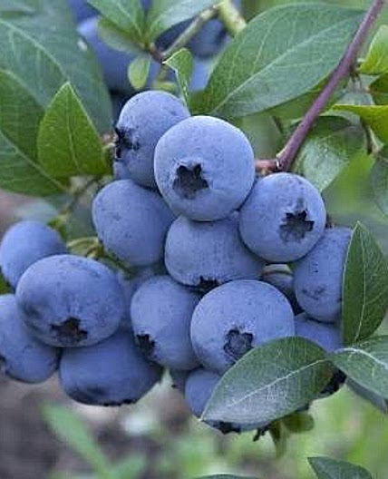 Mini Crustless Blueberry Vanilla Pies