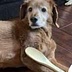 the four legged cook