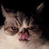 Cat Food