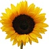 walkingonsunshinerecipes.com