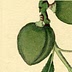 thebitteralmond.com