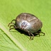 Trips & Tricks & Ticks & Tips