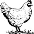 homegrownhopes.com