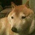 Jack Wolf