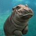 The Hungry Hippos