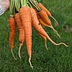 Good Choices Farm