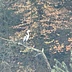 Heron