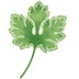 corianderandlace.com