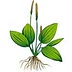 commonsensehome.com