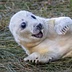 Dori