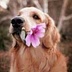 Animal Lover ♡