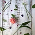 tastebotanical.com