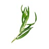1 tarragon leaves (1 bunch tarragon leaves, minced)