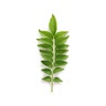 1 sprig curry leaves
