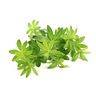 500 grams﻿ Waterleaves or spinach (Sliced Or 500g frozen )
