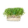 1 bunch each Persian or regular mint, leek or garlic chives, pepper cress, green onions, and tarragon