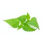 1 handful nettle leaf