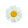 ca. 30 Gänseblümchen zum Garnieren