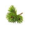 2 cups fir or spruce tips, (chopped)