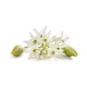 Wild Garlic flowers, to garnish