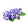 violet flowers