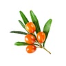 Sea buckthorn 100 gr