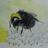 Adele Ingham