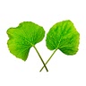 Fig leaves - 3