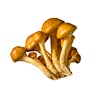 50 g nameko mushrooms
