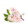 5 dried edible sakura blossom ((or ½ tsp strawberry powder or red food coloring))