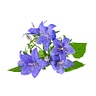 12 to 24 borage flowers
