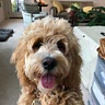 Ryan