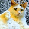 Kimchichi