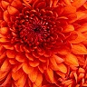 Annastacia C