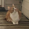 Koa S.
