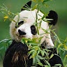 Zen Panda