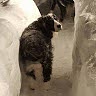 Trisha Erickson Winter