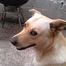 mandy furnarello