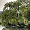 Willow S.