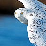White Owl