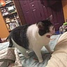 Kris