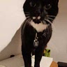 KittyCat Katze