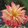 Pam Macintire