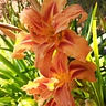Carol Shambrook