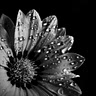 Kelly Gottschalk