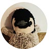 penguin_bakes